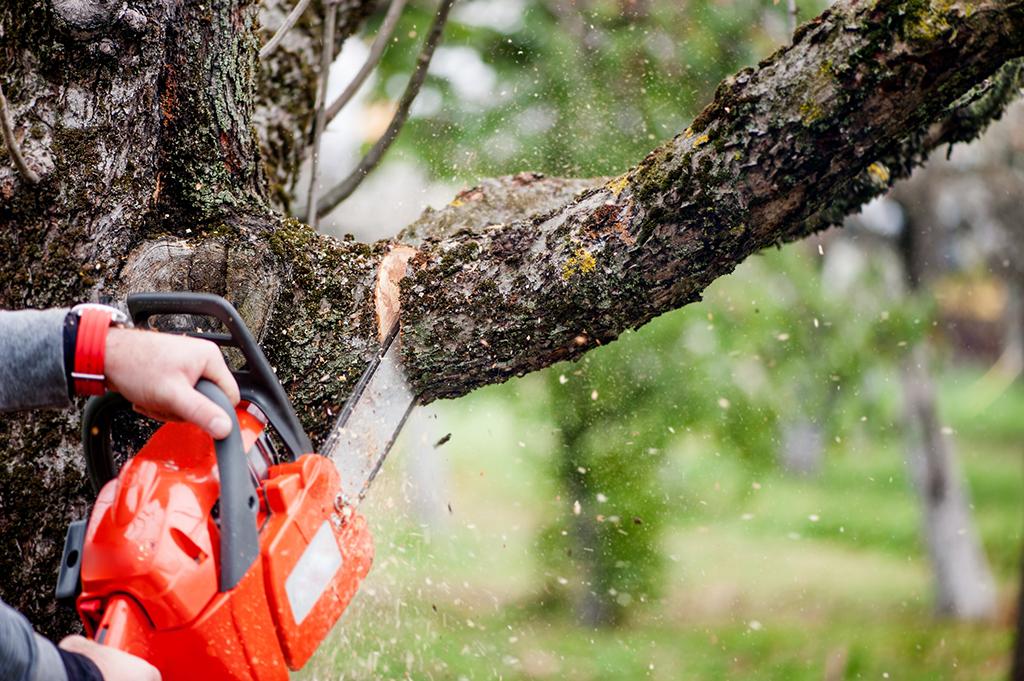 Tree Trimming Service New York