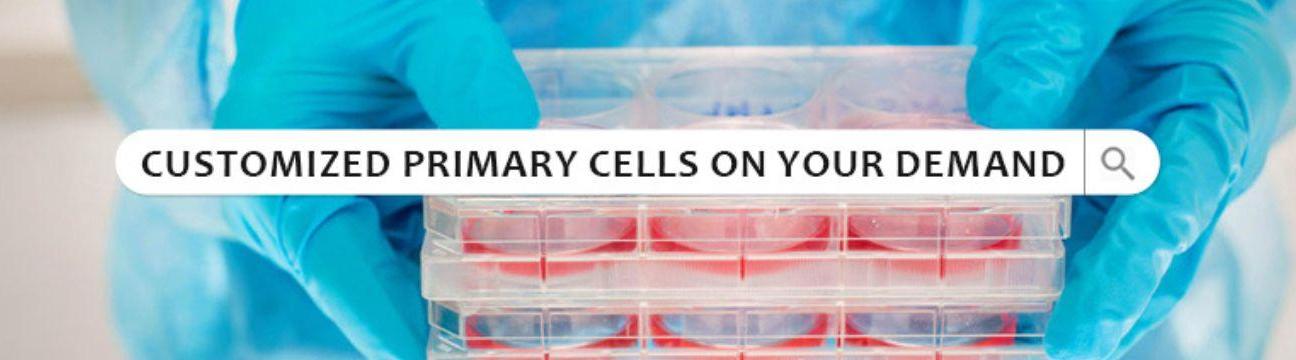 Kosheeka Primary Cells For Research