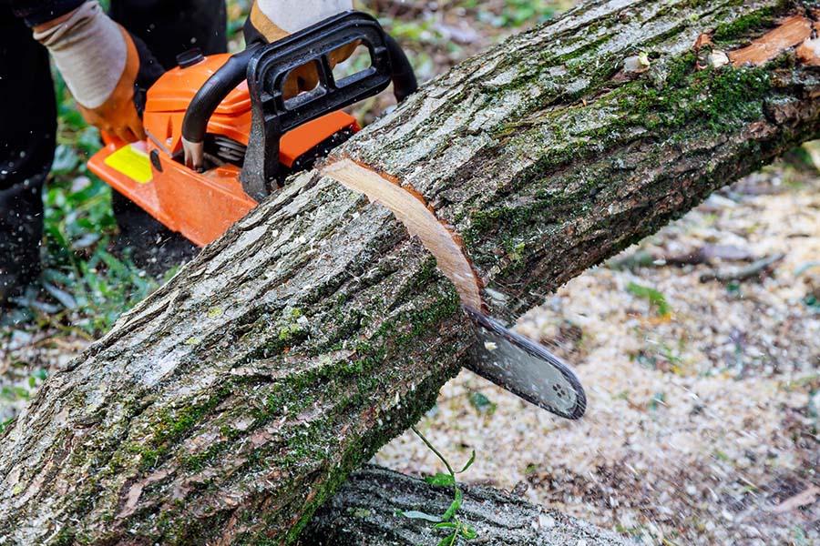 Tree Trimming Service New York