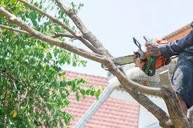 Tree Trimming Service New York