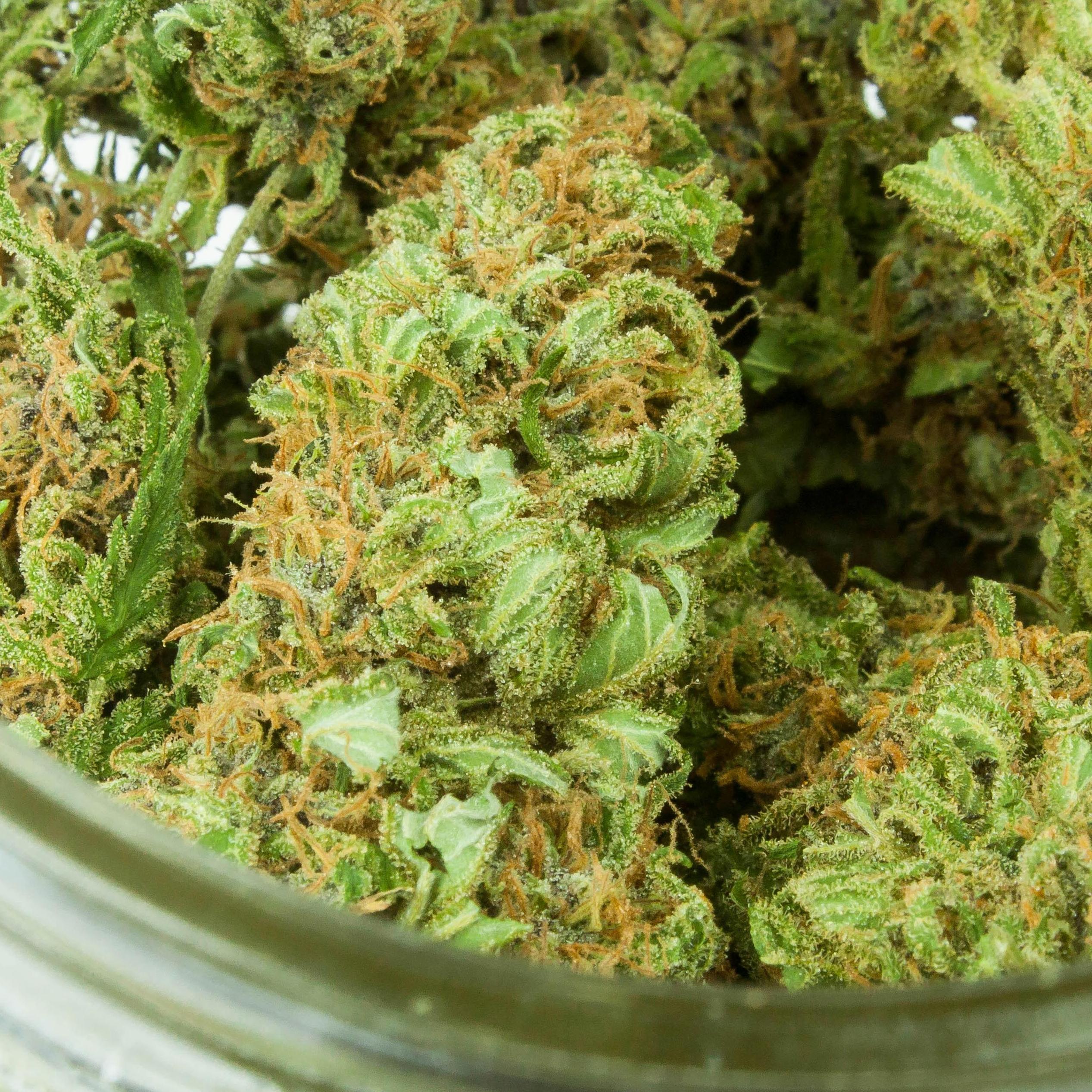 Iowa Marijuana 