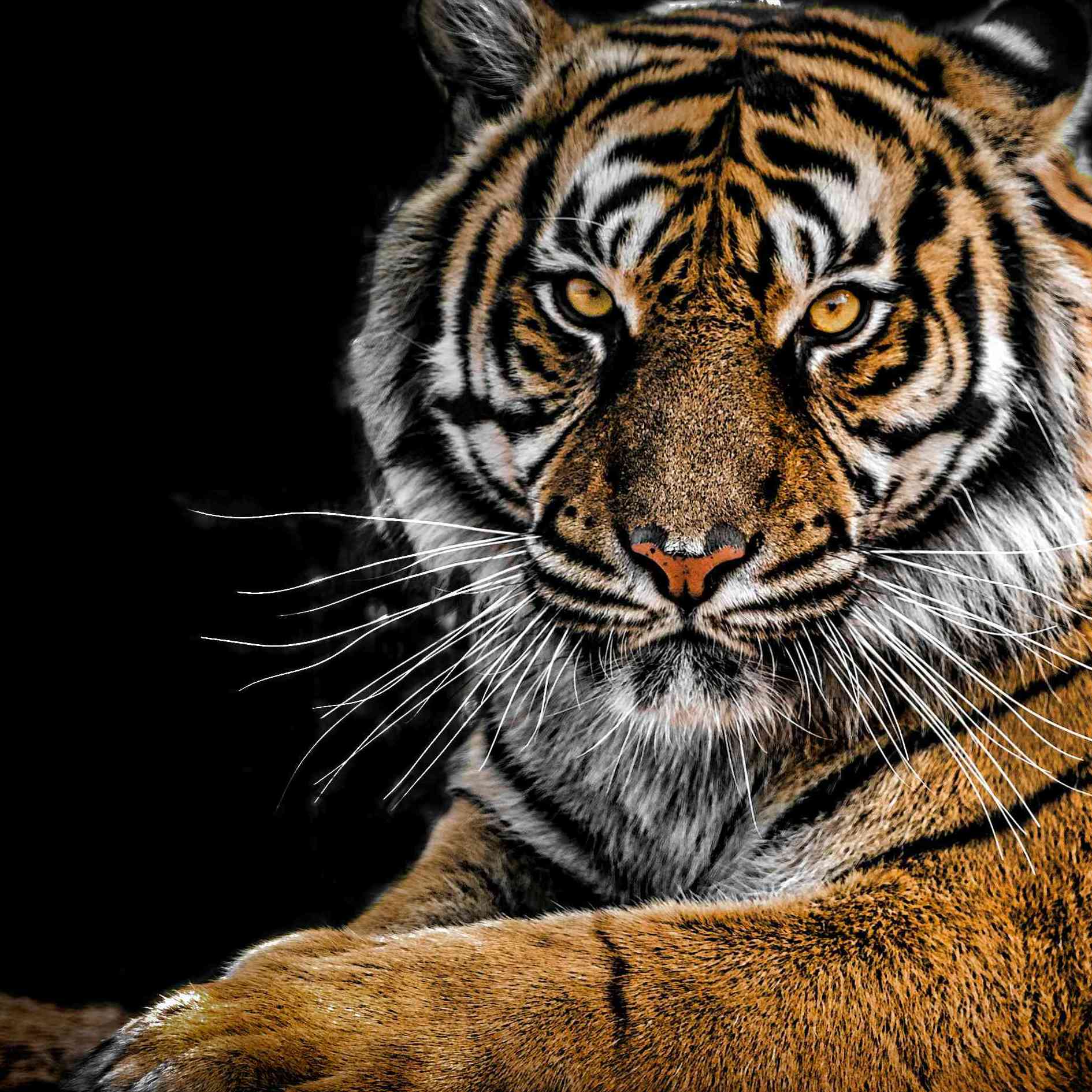 Protanis Ilaç Ne Işe Yarar Ne Işe Yarar