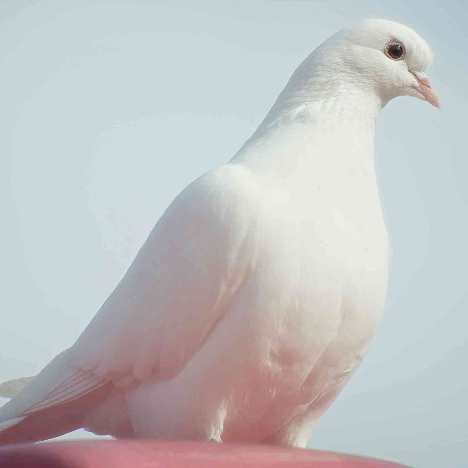 Potenex потенекс