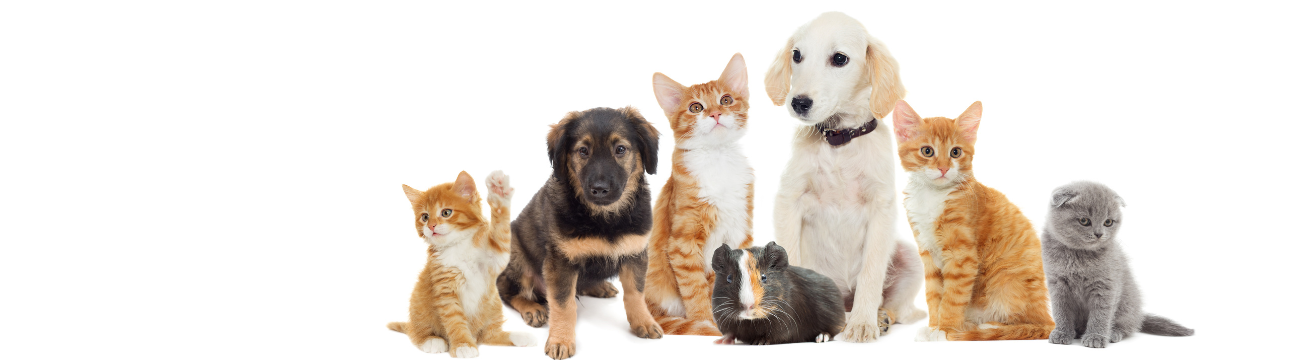 LaPet India Pet Shop In Lucknow