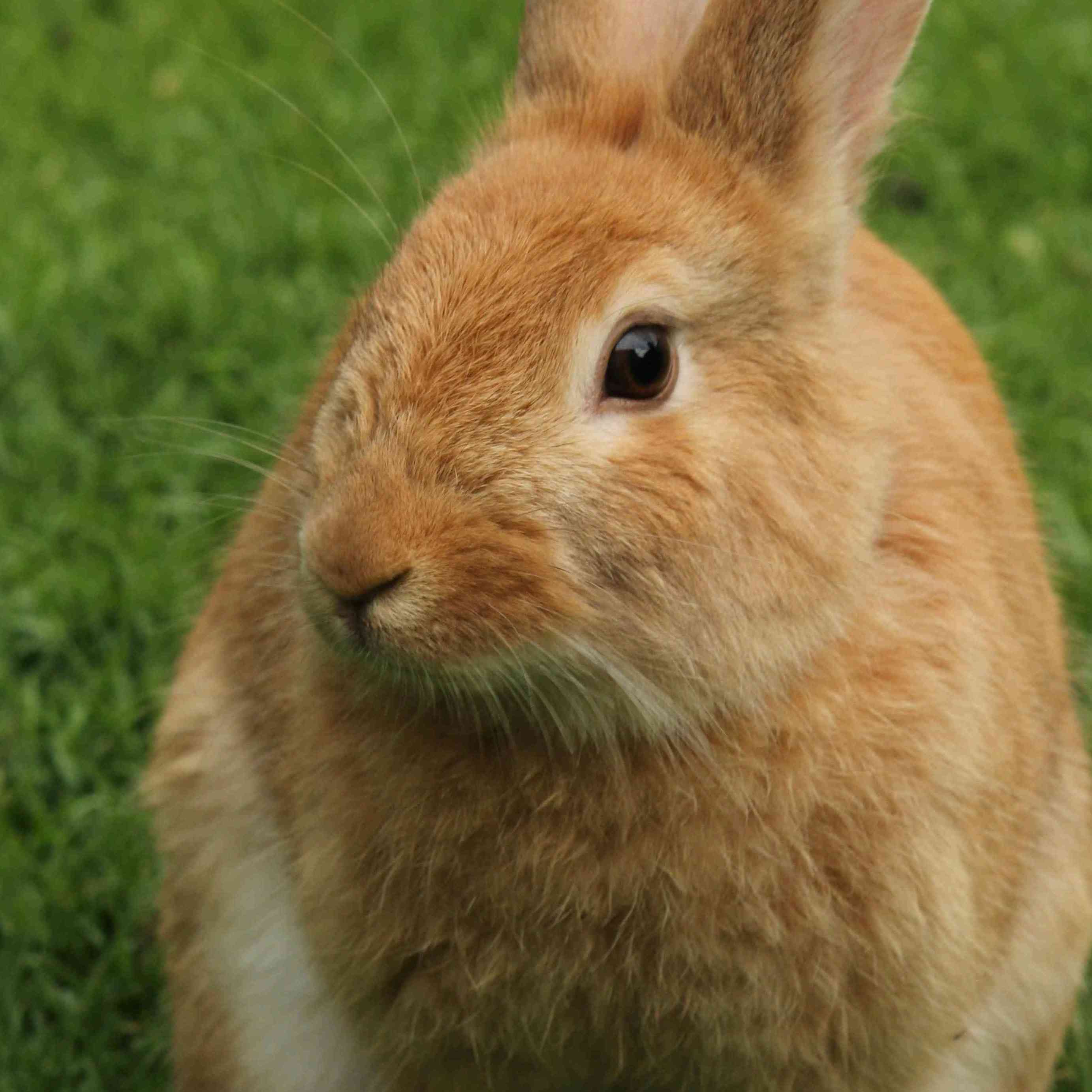 ерофакс Erofax