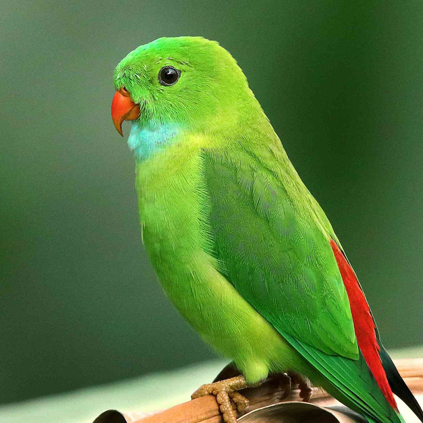 Siluetnica  Nicaragua