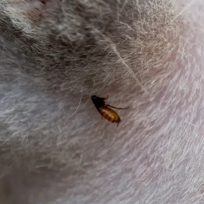 My Pest  Exterminator