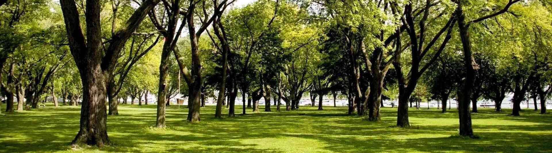 Veterantree Services